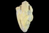 Fossil Oreodont (Merycoidodon) Skull - Wyoming #134350-6